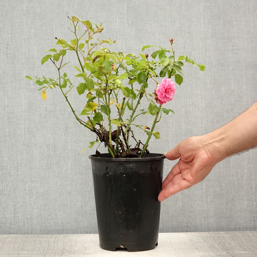 Spécimen de Rosier couvre-sol Amica Pot de 3L/4L tel que livré en été