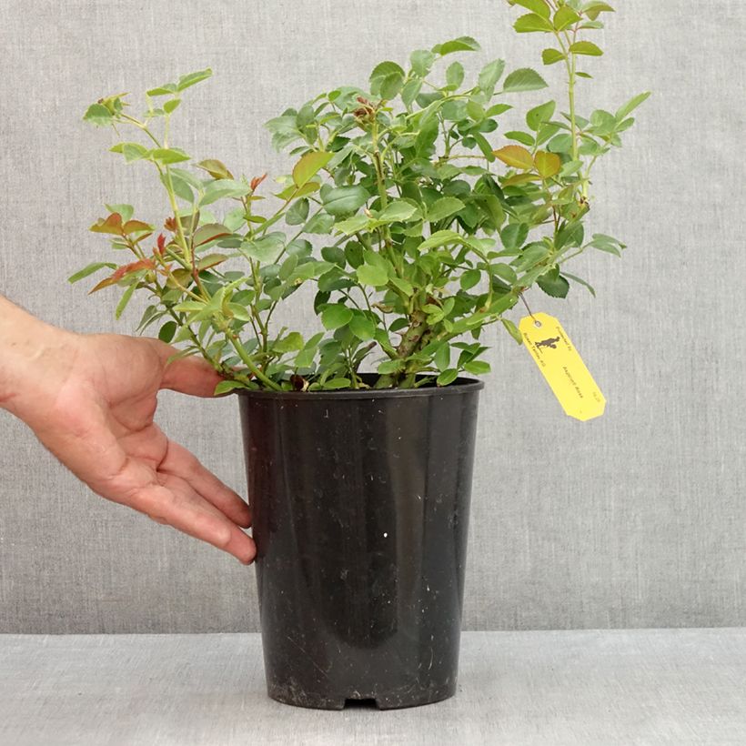 Spécimen de Rosier couvre-sol Aspirin Rose Pot de 2L/3L tel que livré en été