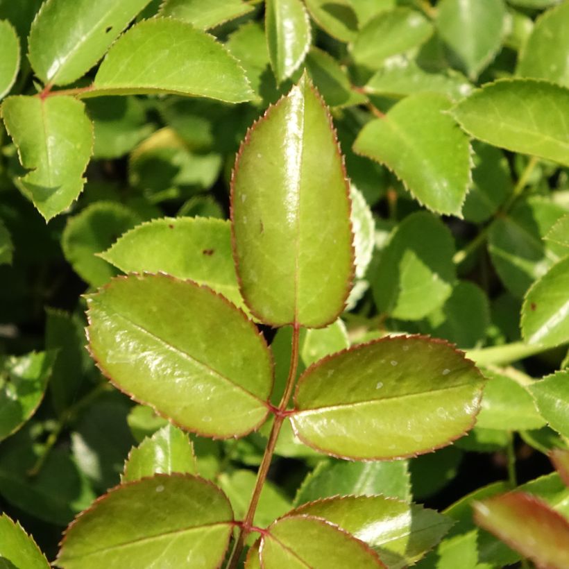 Rosier couvre-sol Aspirin Rose (Feuillage)