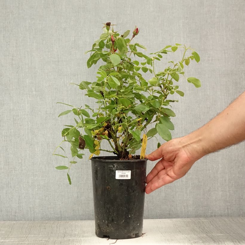 Spécimen de Rosier couvre-sol Black Forest Rose Pot de 2L/3L tel que livré en été