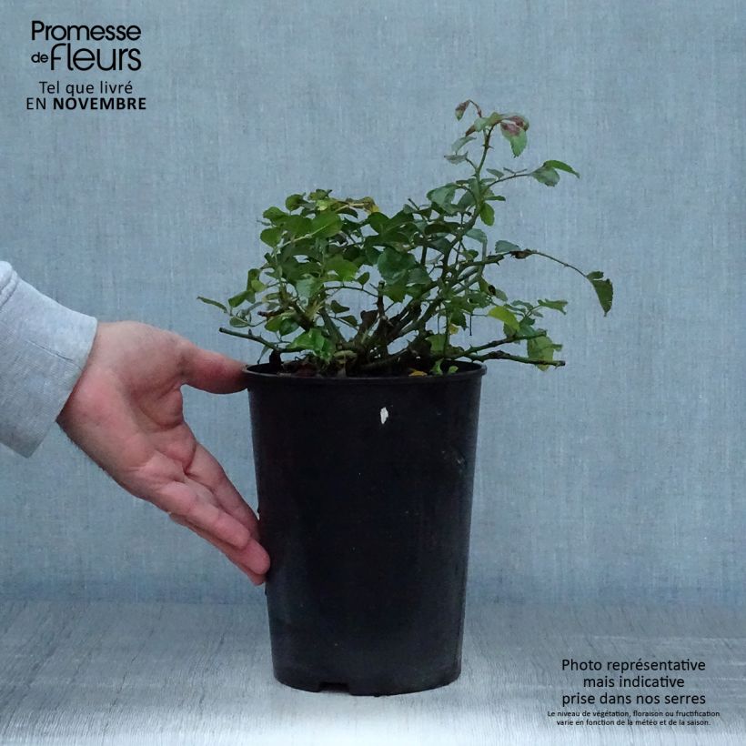 Spécimen de Rosier couvre-sol Country Dream Pot de 3L/4L tel que livré en automne