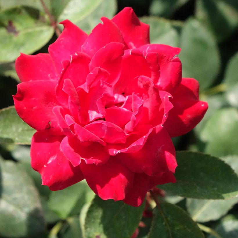 Rosier couvre-sol Double Knock Out (Floraison)