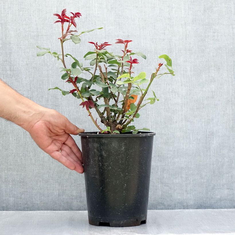 Spécimen de Rosier couvre-sol Double Knock Out Pot de 4L/5L tel que livré en été