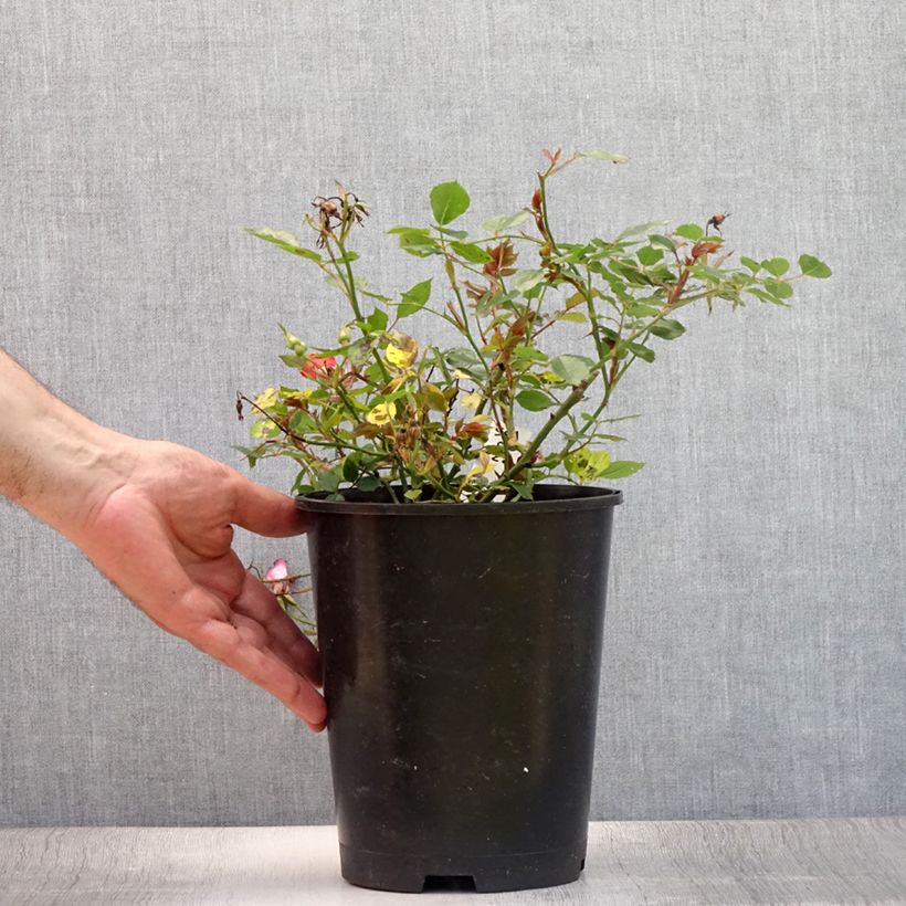 Spécimen de Rosier couvre-sol Happy Chappy  Pot de 2L/3L tel que livré en été