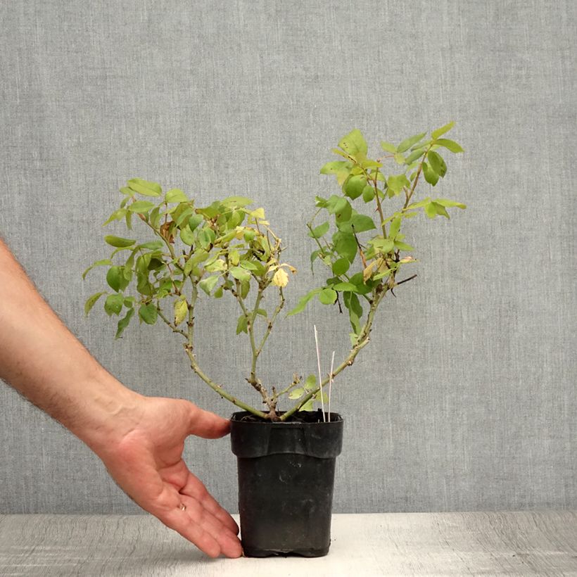 Spécimen de Rosier couvre-sol Knock Out Radrazz Pot de 10 cm/11cm, Issu de bouture tel que livré en été