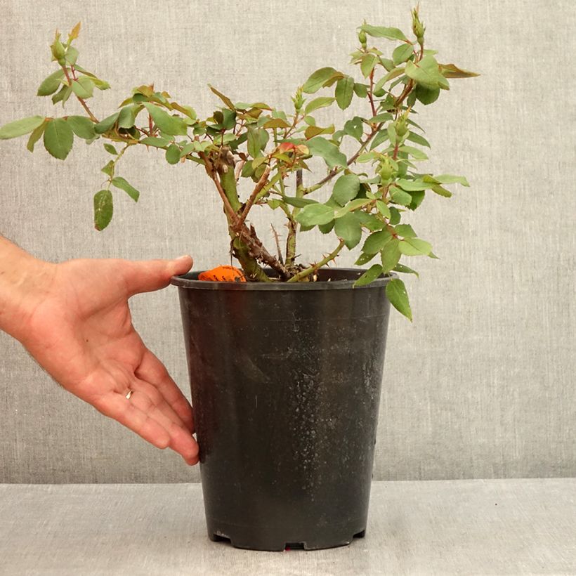 Spécimen de Rosier couvre-sol Knock Out Radrazz Pot de 4L/5L tel que livré en été
