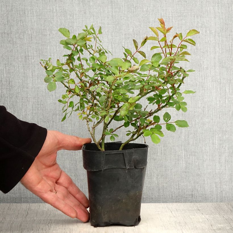 Spécimen de Rosier couvre-sol Larissa - Pot de 10 cm/11cm tel que livré au printemps