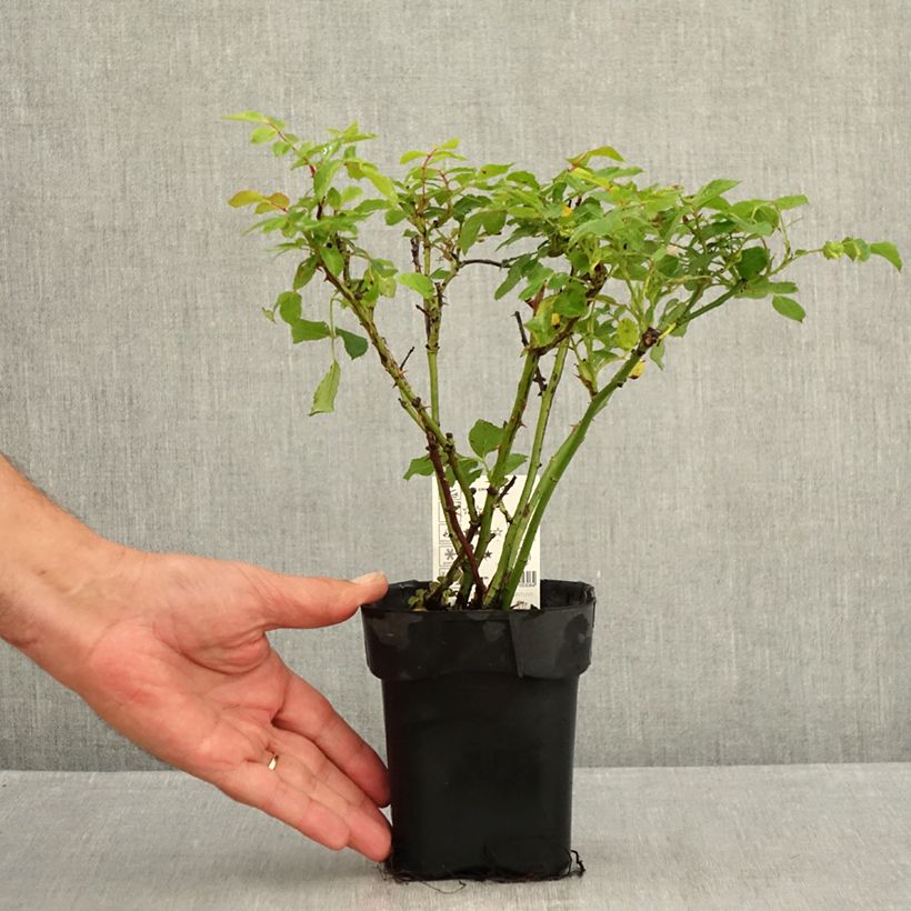 Spécimen de Rosier couvre-sol Larissa Pot de 10 cm/11cm, Issu de bouture tel que livré en été