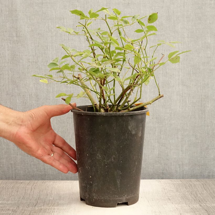 Spécimen de Rosier arbustif Lavender Dream Pot de 2L/3L tel que livré en été