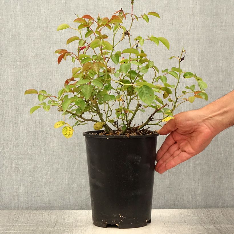 Spécimen de Rosier couvre-sol Mainaufeuer Pot de 4L/5L tel que livré en été