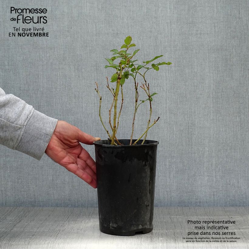 Spécimen de Rosier couvre-sol Marondo Pot de 2L/3L tel que livré en automne