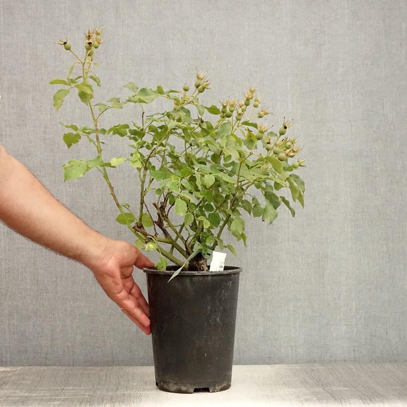 Spécimen de Rosier couvre-sol Marondo Pot de 2L/3L tel que livré en été