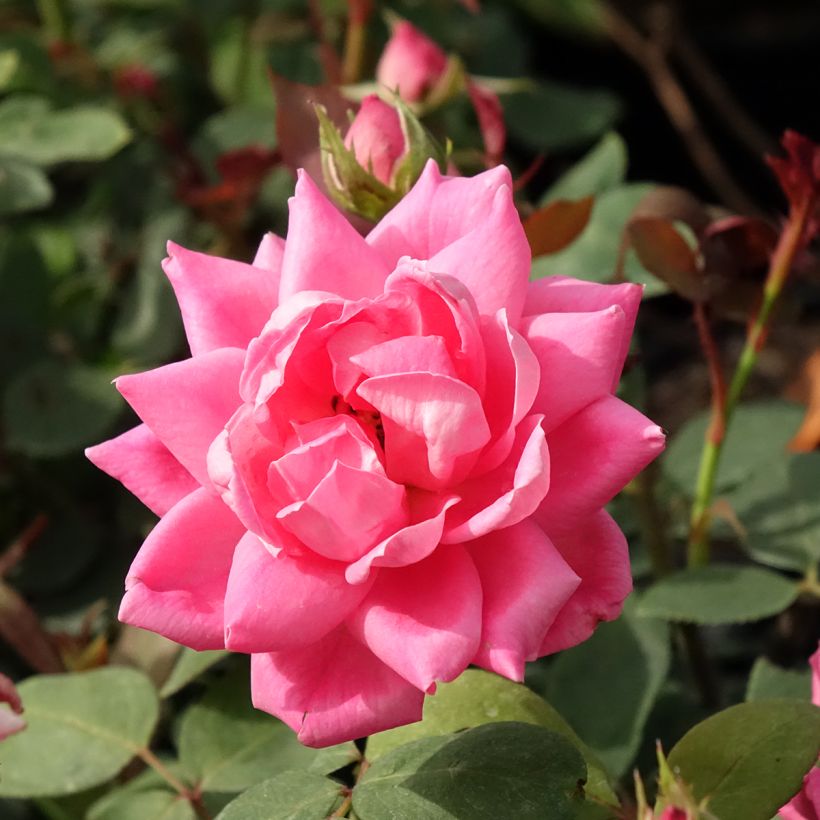Rosier couvre-sol Pink Double Knock Out (Floraison)