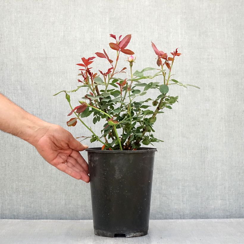 Spécimen de Rosier couvre-sol Pink Double Knock Out Pot de 4L/5L tel que livré en été