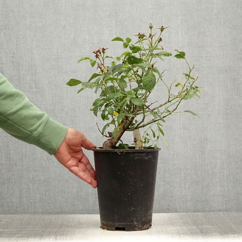 Spécimen de Rosier couvre-sol Pink Flash Pot de 4L/5L tel que livré en été
