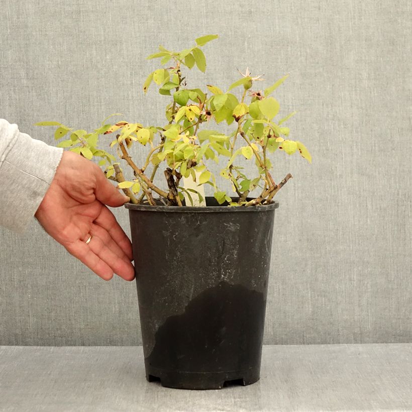 Spécimen de Rosier couvre-sol Pink Knock Out (Rodin) Pot de 3L/4L tel que livré en été