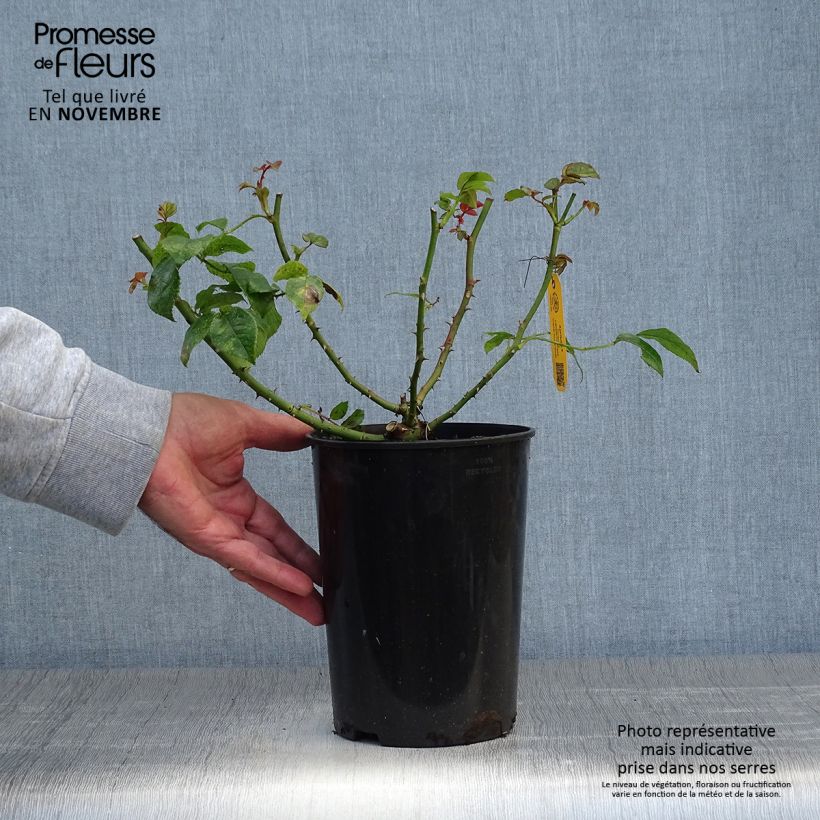 Spécimen de Rosier couvre-sol Rigo Aprikola Pot de 2L/3L tel que livré en automne