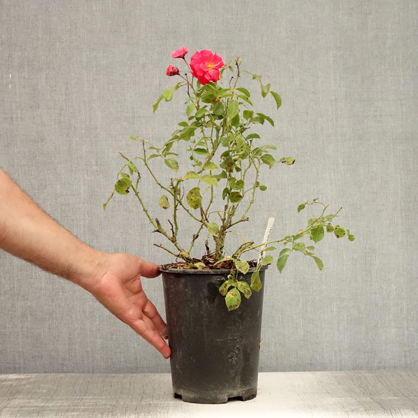 Spécimen de Rosier couvre-sol Rigo Bonaparte Pot de 2L/3L tel que livré en été