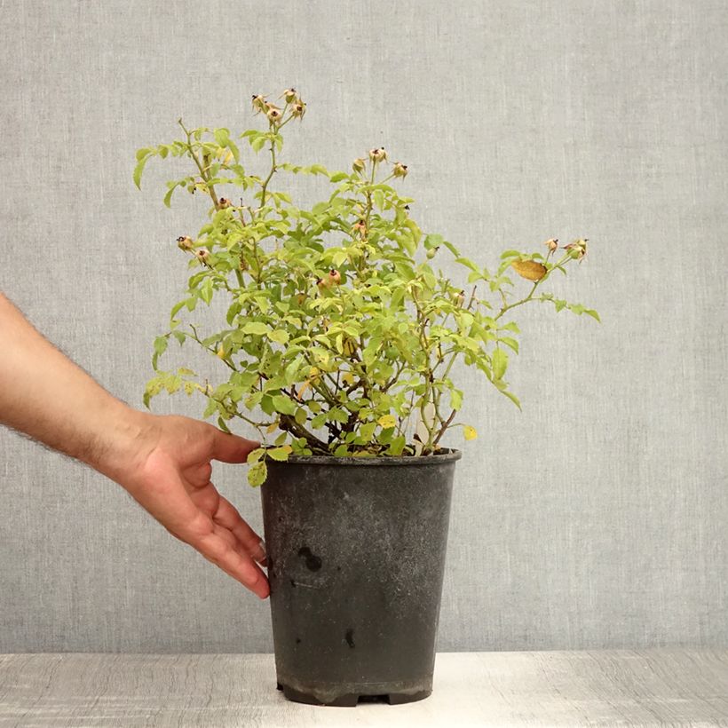 Spécimen de Rosier couvre-sol Rigo Diamant Pot de 3L/4L tel que livré en été