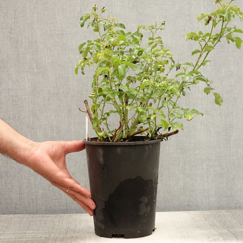 Spécimen de Rosier couvre-sol Rigo Néon Pot de 2L/3L tel que livré en été