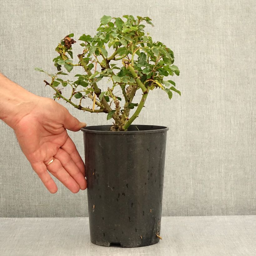 Spécimen de Rosier couvre-sol Rigo Rotilia Pot de 2L/3L tel que livré en été
