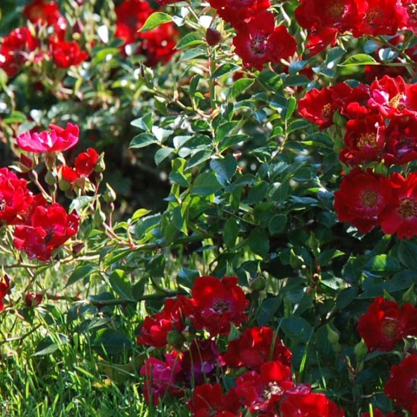 Rosier couvre-sol Rouge Cascade (Feuillage)