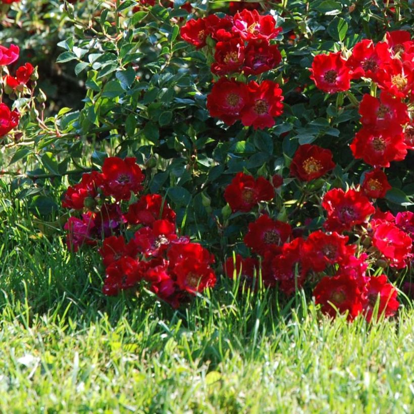 Rosier couvre-sol Rouge Cascade (Floraison)