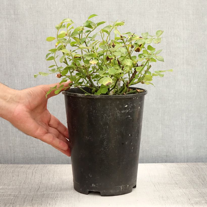 Spécimen de Rosier couvre-sol Satina  Pot de 2L/3L tel que livré en été