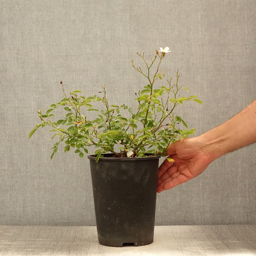 Spécimen de Rosier couvre-sol Snow Star Pot de 4L/5L tel que livré en été