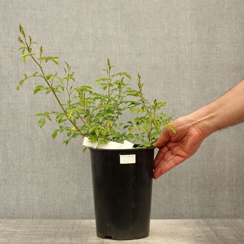Spécimen de Rosier couvre-sol Snow Star - en pot de 4L/5L tel que livré au printemps