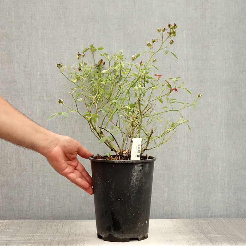 Spécimen de Rosier couvre-sol Star Profusion Pot de 2L/3L tel que livré en été