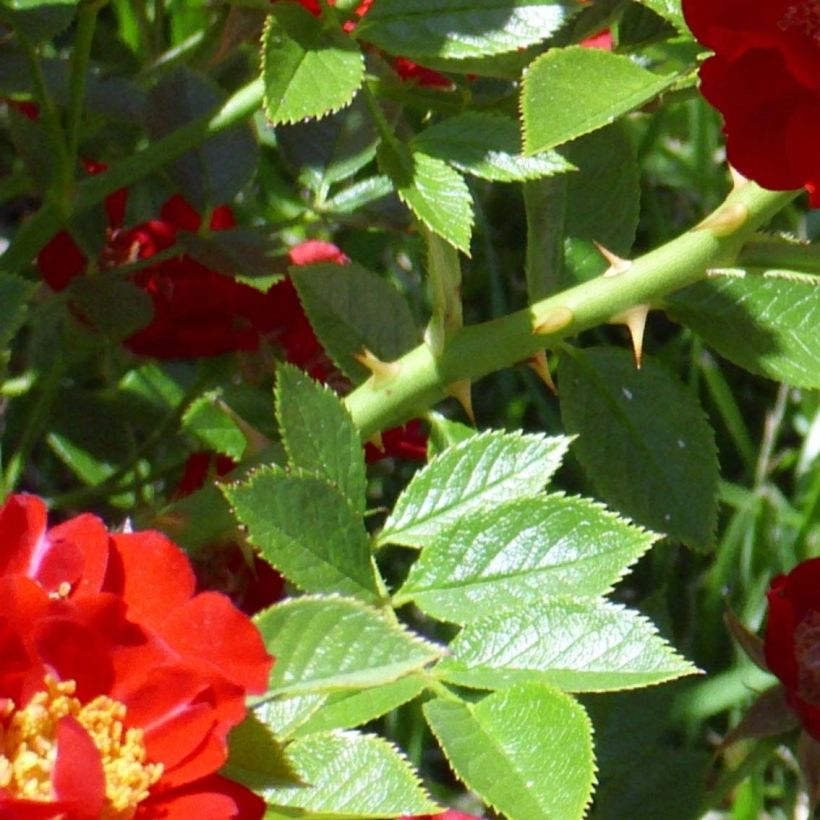 Rosier couvre-sol Tapis Rouge (Feuillage)