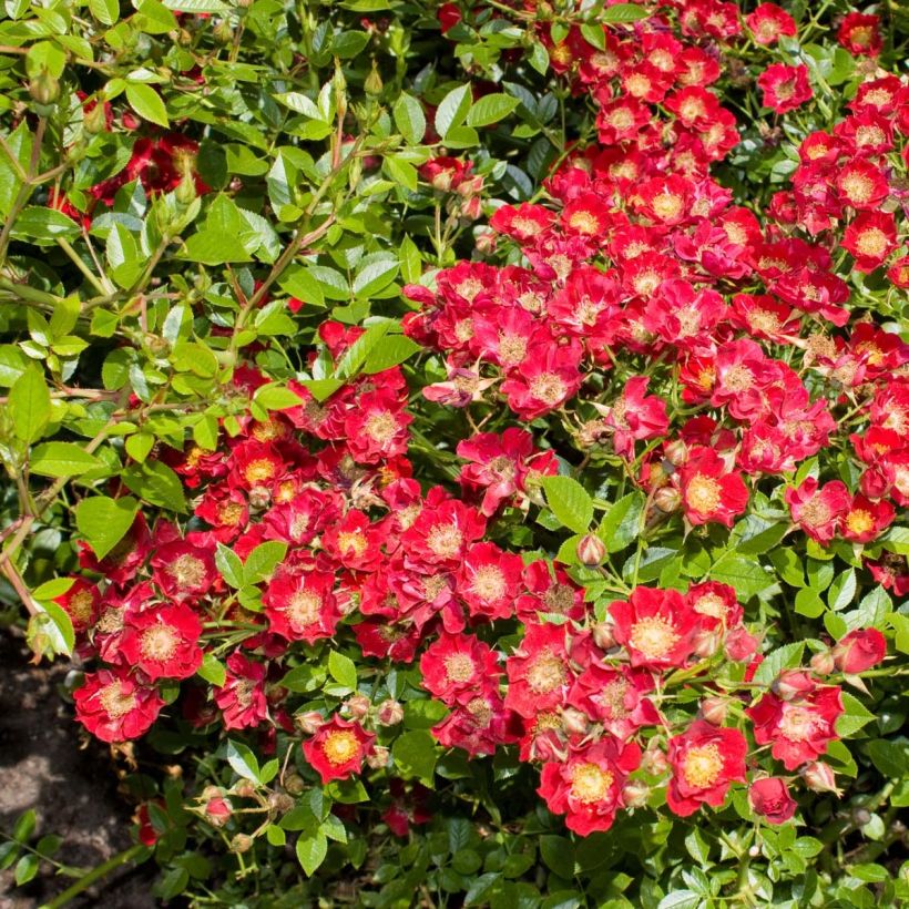 Rosier couvre-sol Tapis Rouge (Floraison)