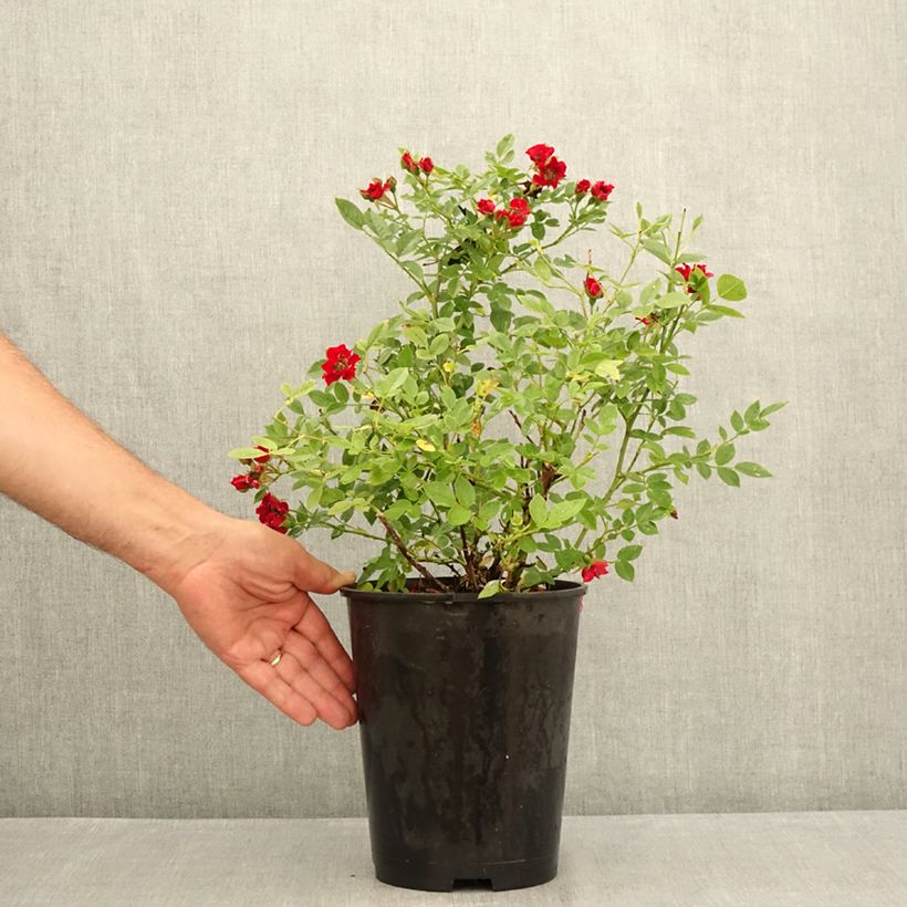 Spécimen de Rosier couvre-sol Tapis Rouge Pot de 2L/3L tel que livré en été
