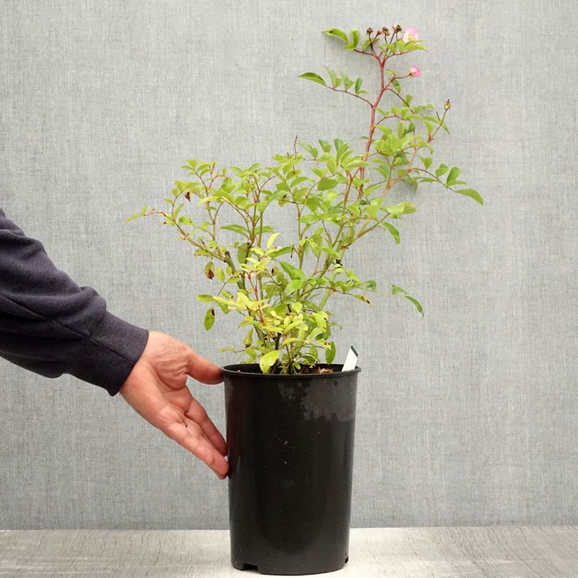 Spécimen de Rosier couvre-sol Tapis Volant Pot de 4L/5L tel que livré en été