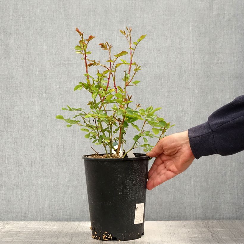 Spécimen de Rosier couvre-sol The Faun en pot de 4L/5L tel que livré au printemps