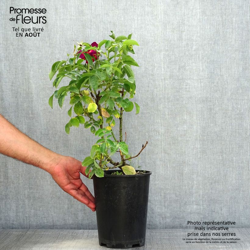 Spécimen de Rosier couvre-sol Weg der Sinne Pot de 2L/3L tel que livré en été