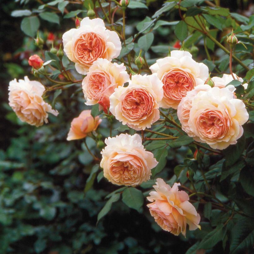 Rosier David Austin A Shropshire Lad (Floraison)