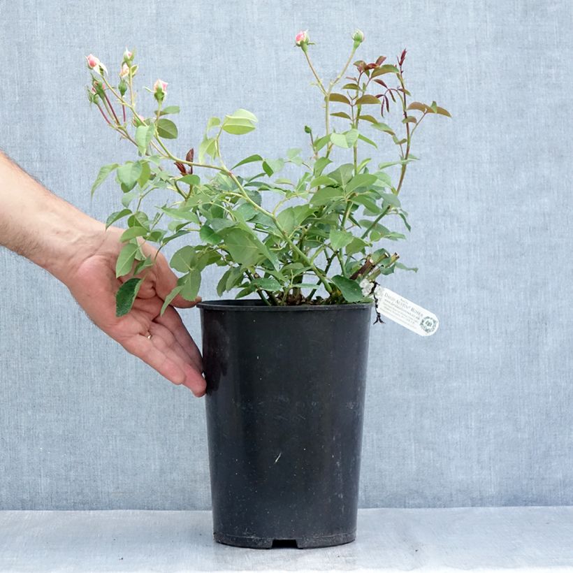 Spécimen de Rosier David Austin Albrighton Rambler  Pot de 4L/5L tel que livré en été