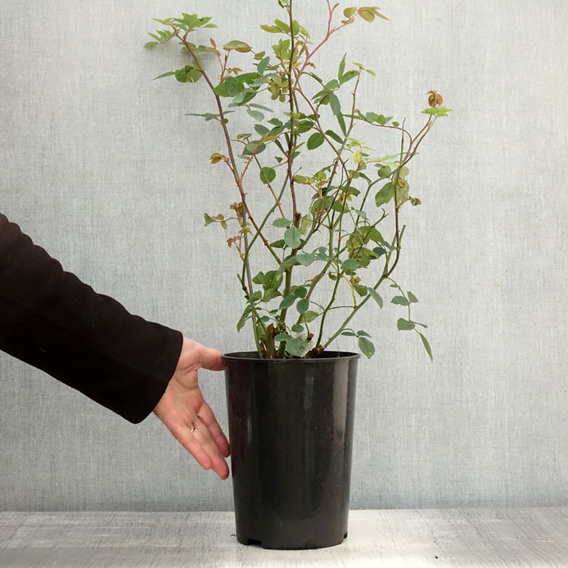 Spécimen de Rosier David Austin Bathsheba  Pot de 4L/5L tel que livré en automne