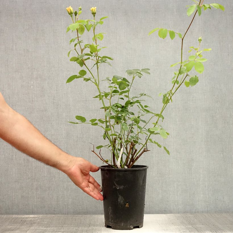 Spécimen de Rosier David Austin Bathsheba  Pot de 4L/5L tel que livré en été