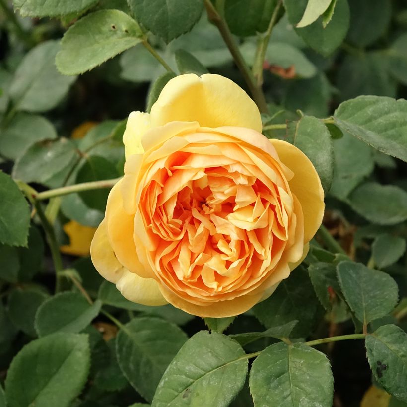 Rosier David Austin Bring Me Sunshine (Floraison)