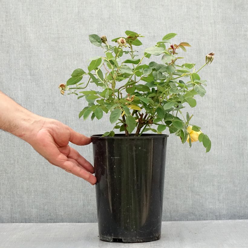 Spécimen de Rosier David Austin Bring Me Sunshine  Pot de 4L/5L tel que livré en été