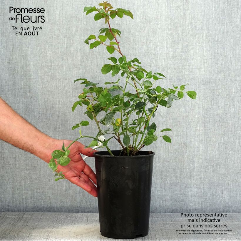 Spécimen de Rosier David Austin Dame Judi Dench Pot de 4L/5L tel que livré en été