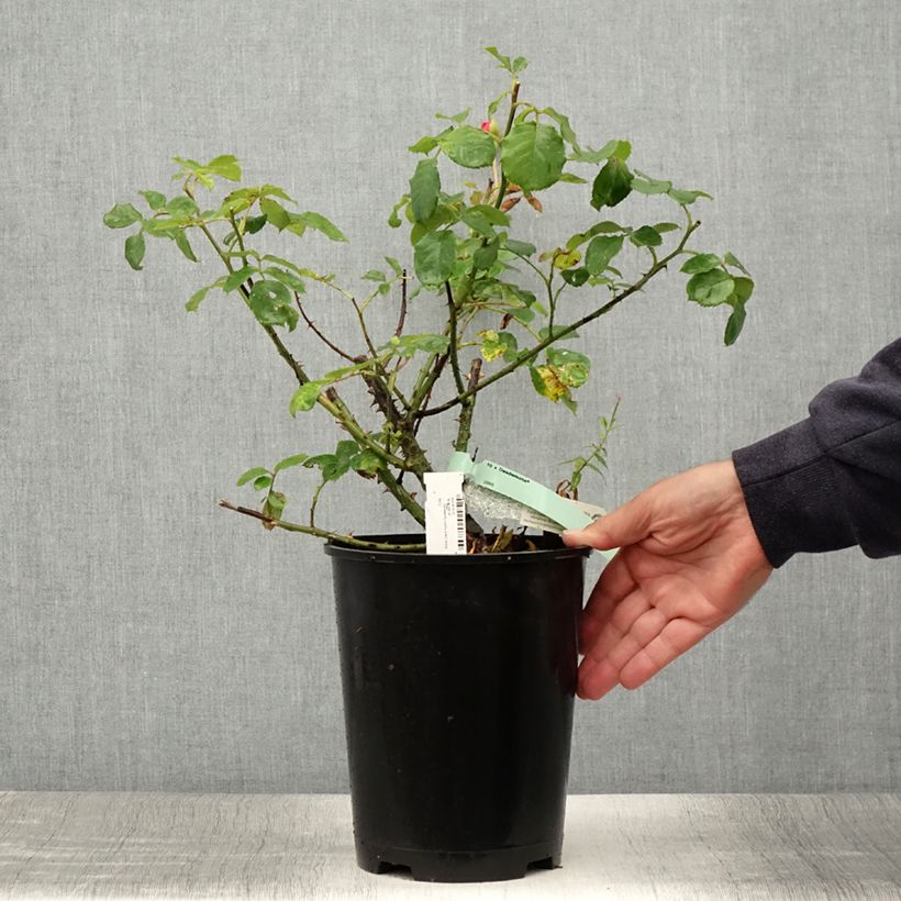Spécimen de Rosier David Austin Desdemona  Pot de 4L/5L tel que livré en été