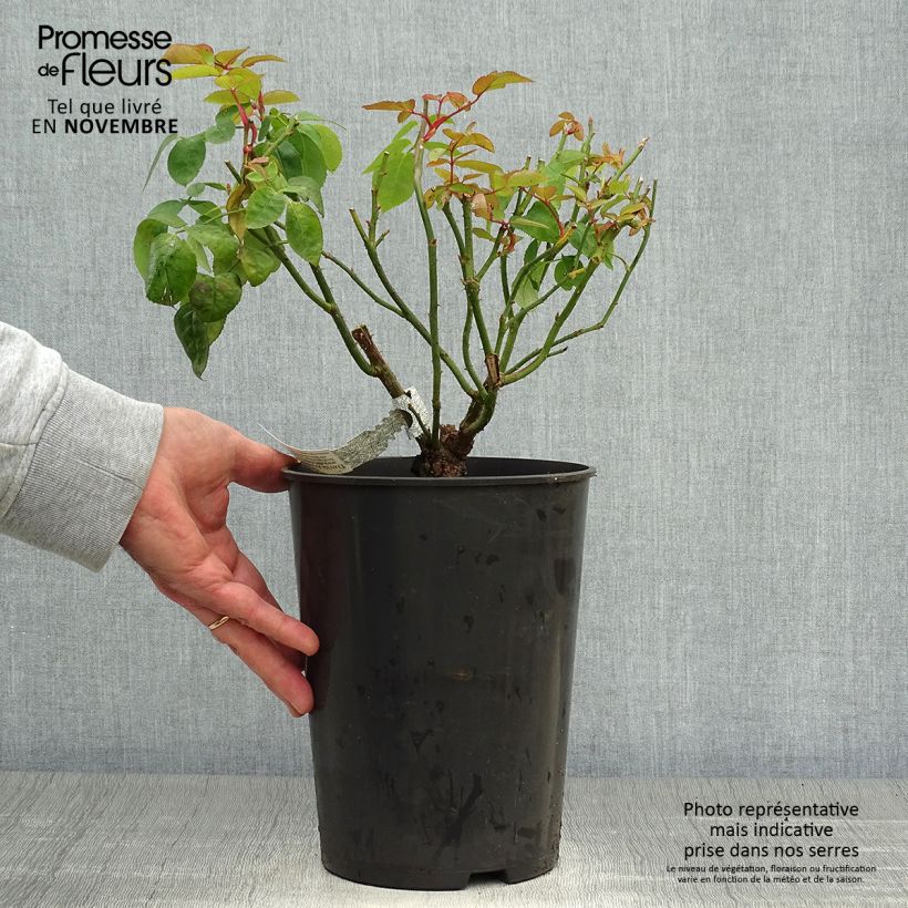 Spécimen de Rosier David Austin Eglantyne  Pot de 4L/5L tel que livré en automne