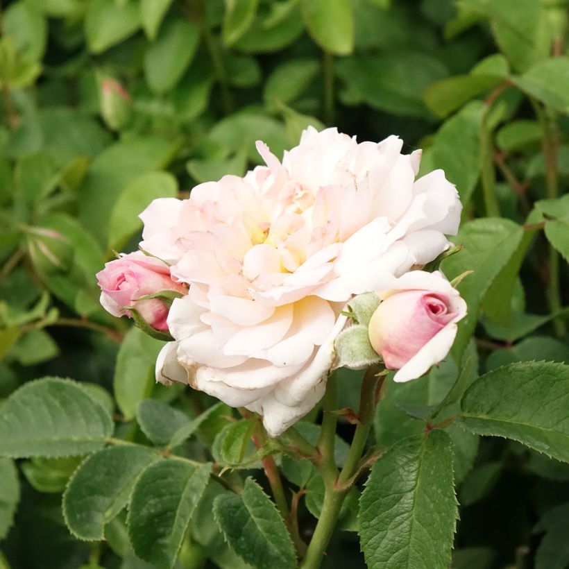 Rosier David Austin Elizabeth Ausmajesté (Floraison)