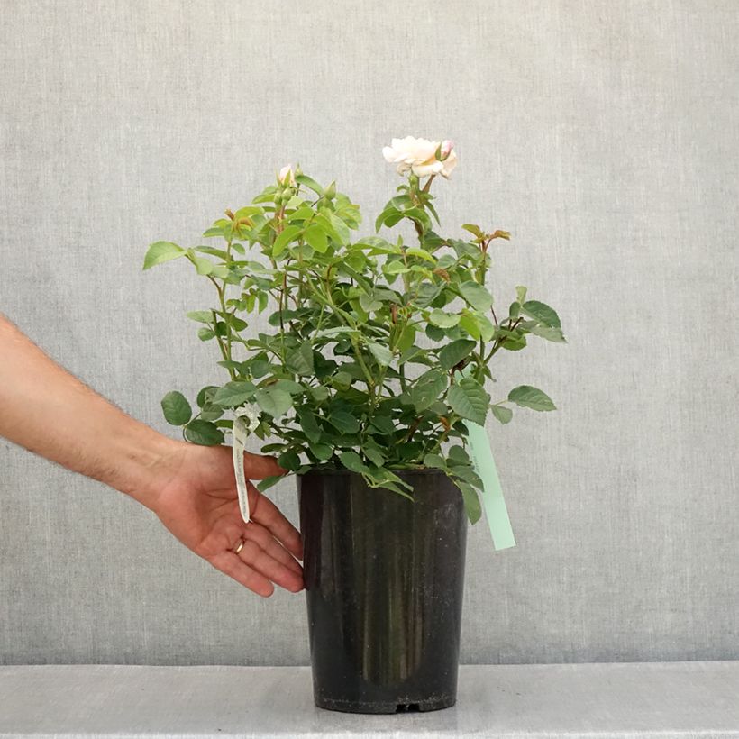 Spécimen de Rosier David Austin Elizabeth Ausmajesté Pot de 4L/5L tel que livré en été