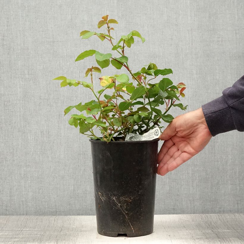 Spécimen de Rosier David Austin Emily Brontë Pot de 4L/5L tel que livré en été