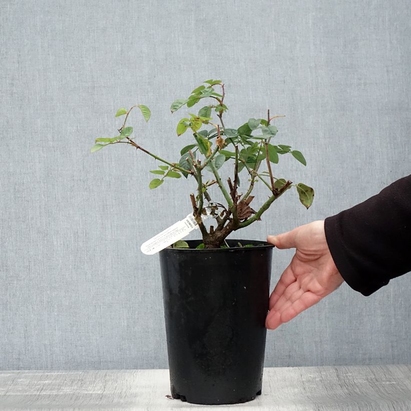 Spécimen de Rosier David Austin Gentle Hermione Pot de 4L/5L tel que livré en automne